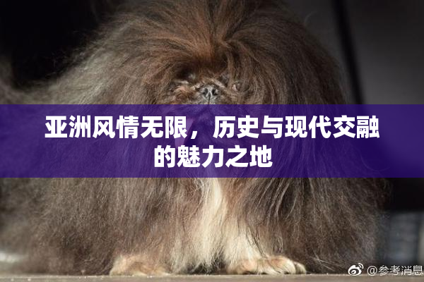 亚洲风情无限，历史与现代交融的魅力之地
