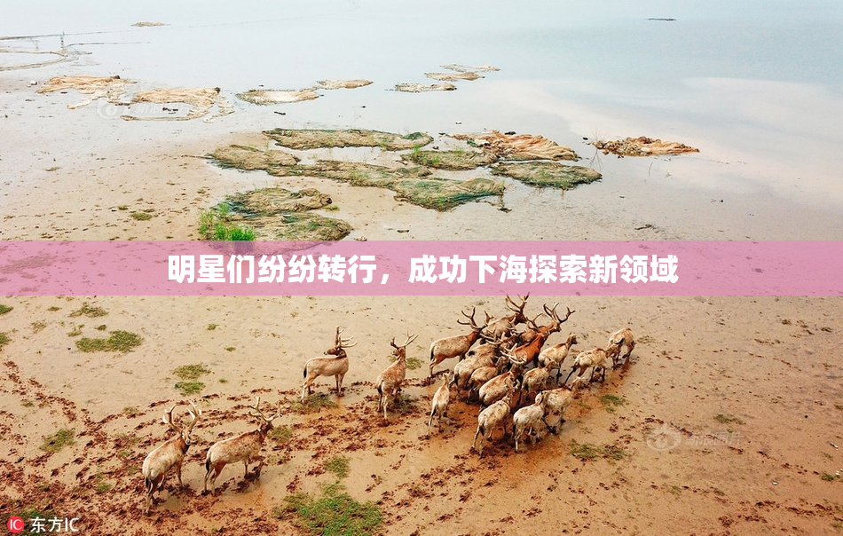 明星们纷纷转行，成功下海探索新领域