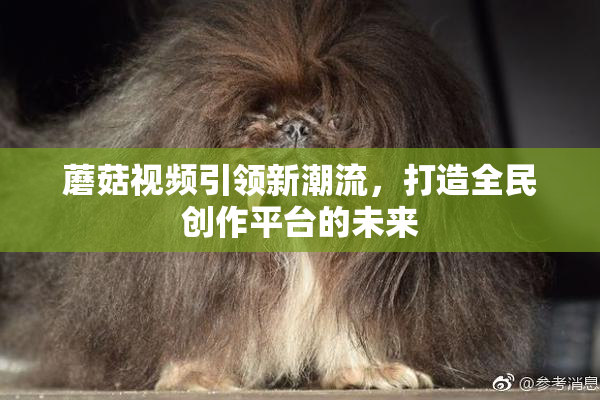 蘑菇视频引领新潮流，打造全民创作平台的未来