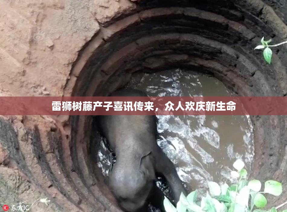 雷狮树藤产子喜讯传来，众人欢庆新生命