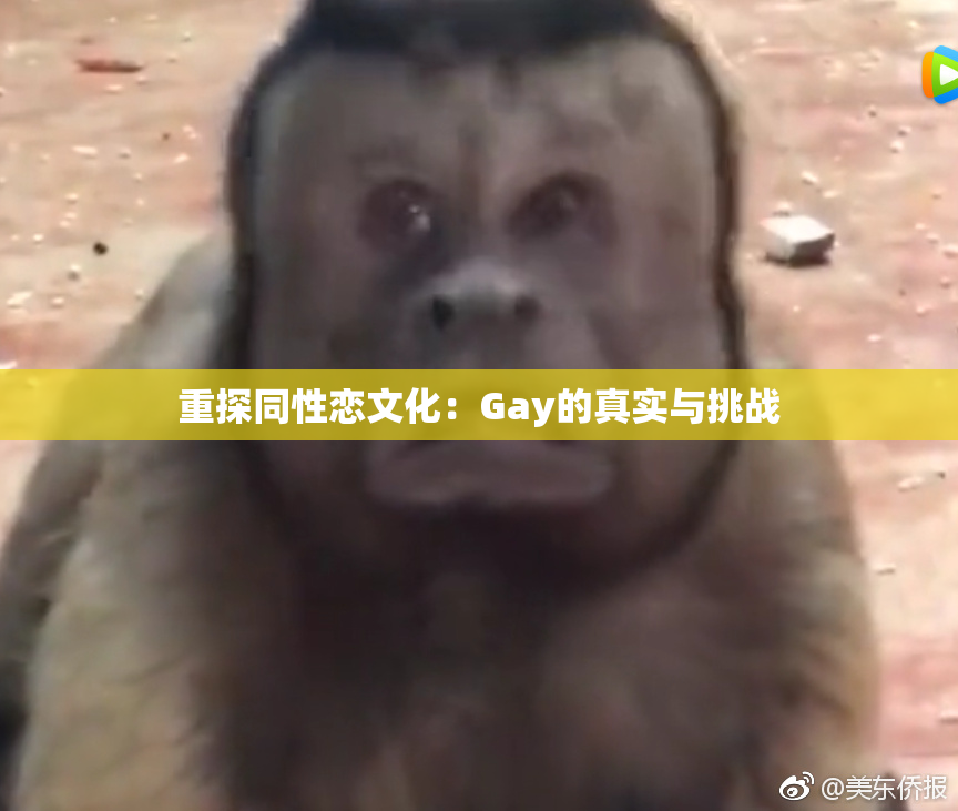 重探同性恋文化：Gay的真实与挑战