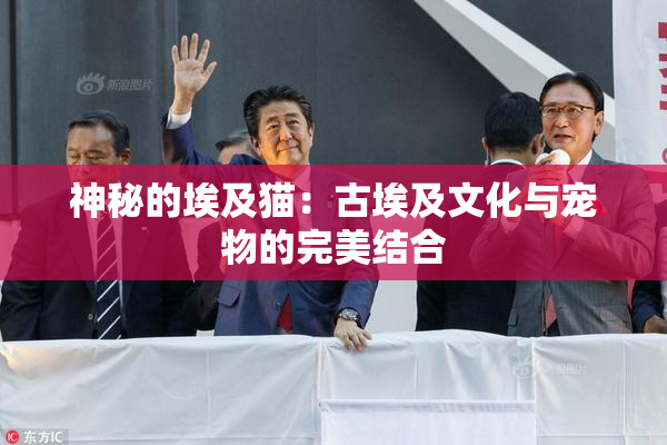 神秘的埃及猫：古埃及文化与宠物的完美结合