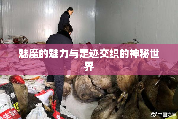 魅魔的魅力与足迹交织的神秘世界