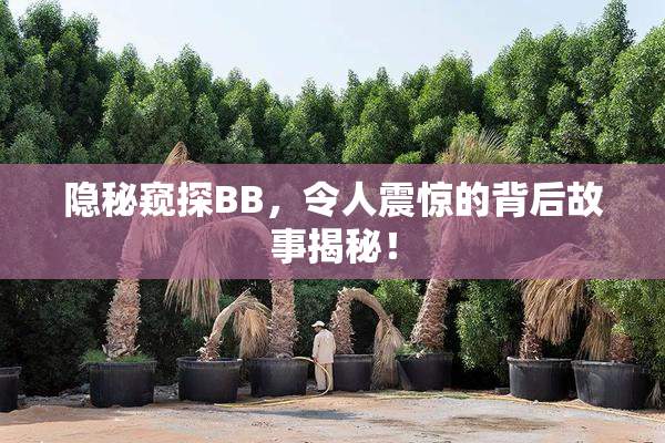 隐秘窥探BB，令人震惊的背后故事揭秘！