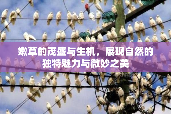 嫩草的茂盛与生机，展现自然的独特魅力与微妙之美