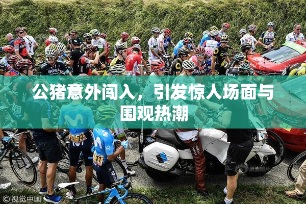 公猪意外闯入，引发惊人场面与围观热潮