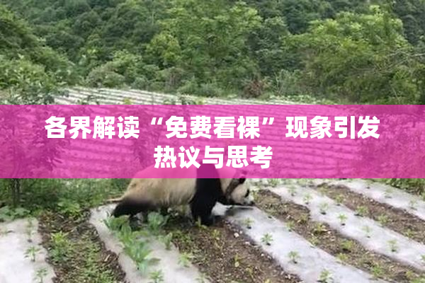 各界解读“免费看裸”现象引发热议与思考