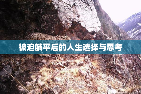被迫躺平后的人生选择与思考