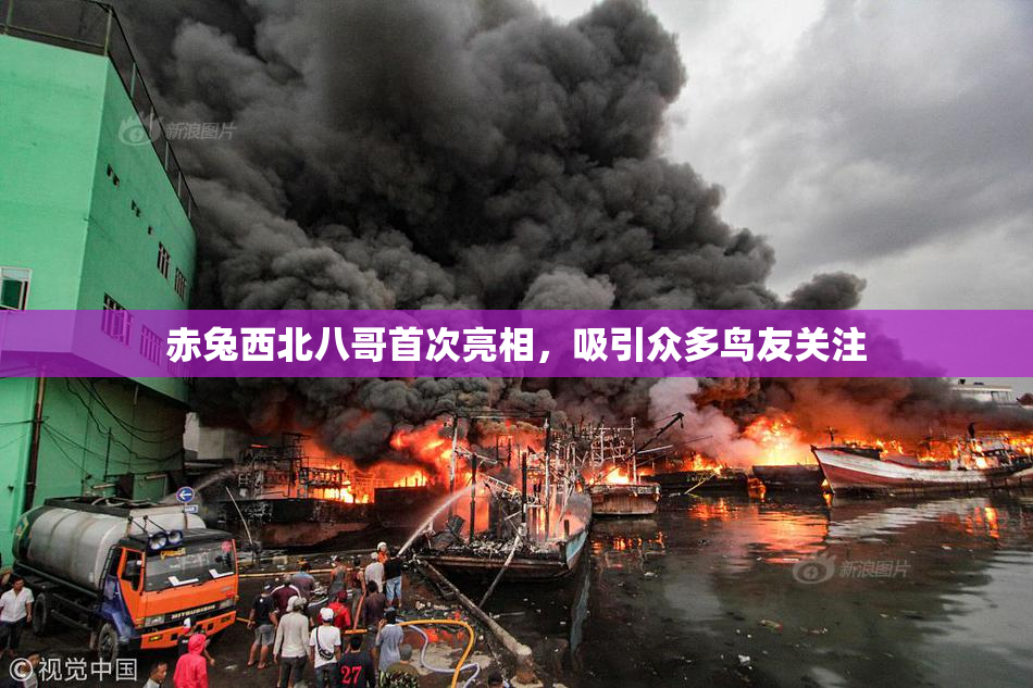 赤兔西北八哥首次亮相，吸引众多鸟友关注