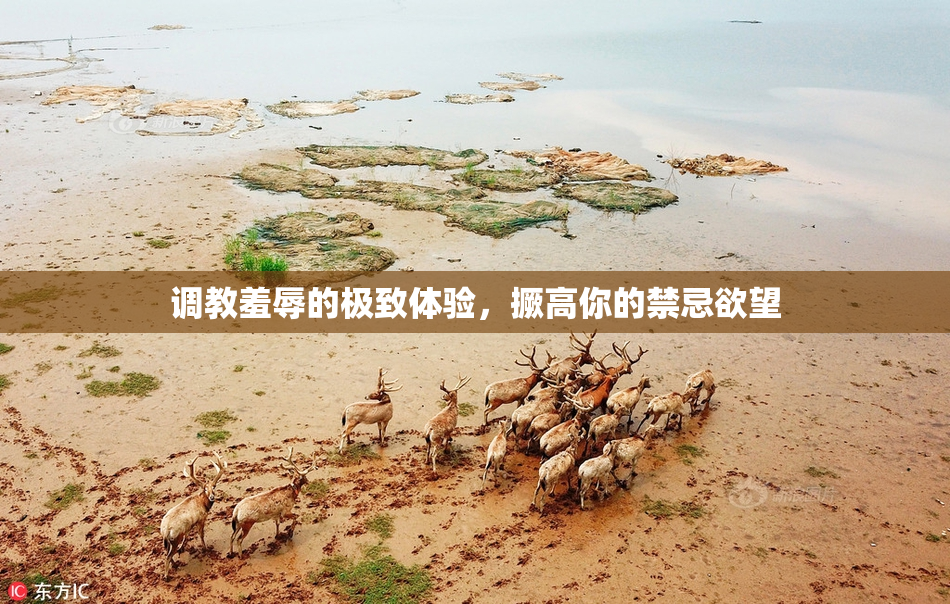 调教羞辱的极致体验，撅高你的禁忌欲望