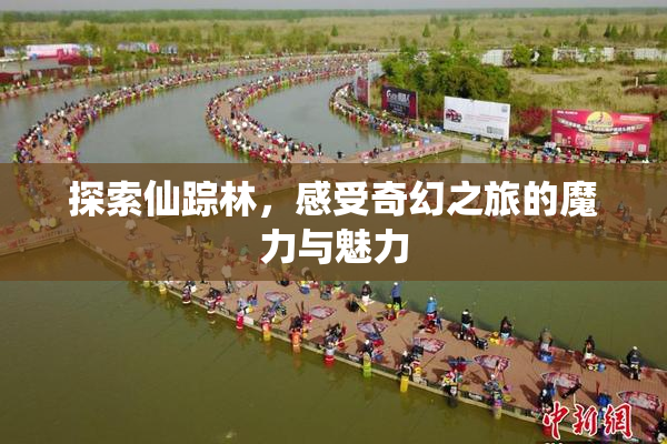 探索仙踪林，感受奇幻之旅的魔力与魅力