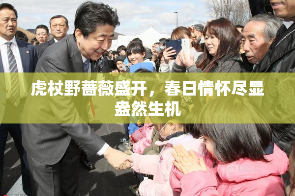 虎杖野蔷薇盛开，春日情怀尽显盎然生机