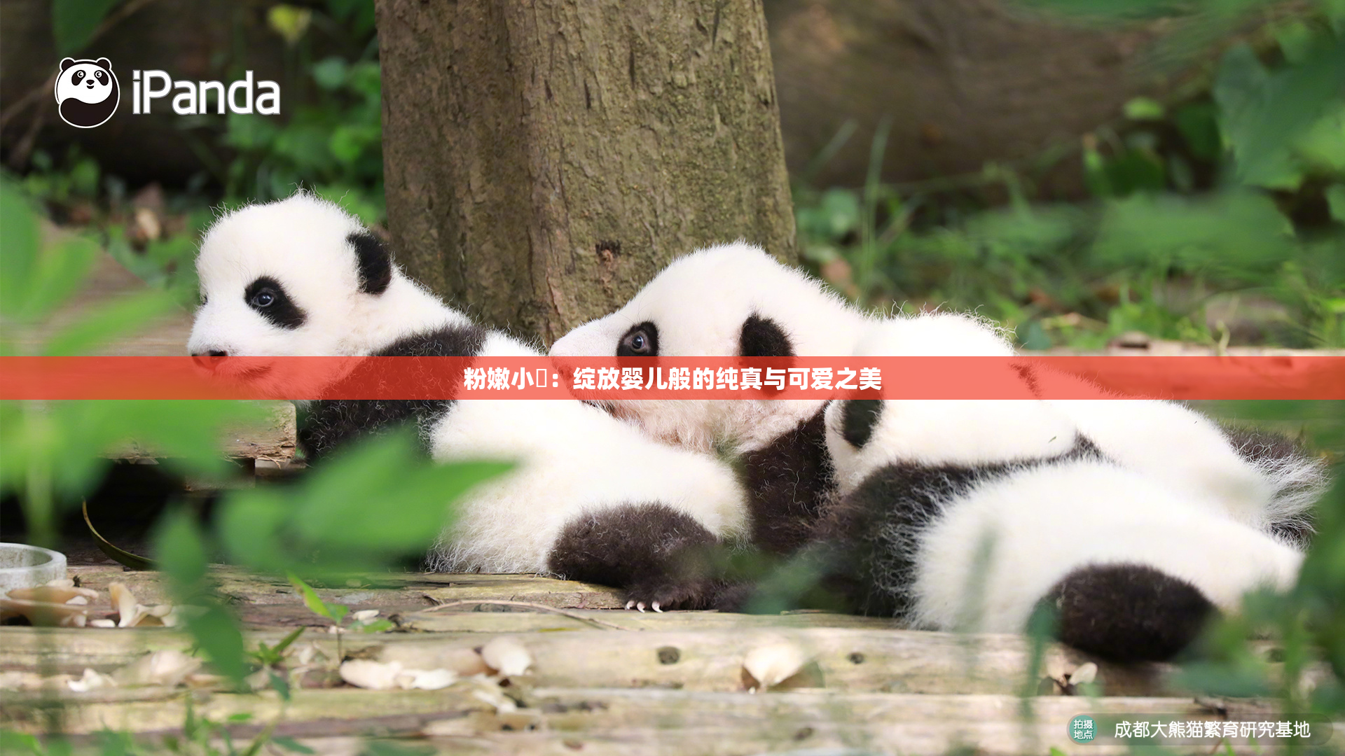 粉嫩小泬：绽放婴儿般的纯真与可爱之美