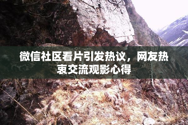 微信社区看片引发热议，网友热衷交流观影心得