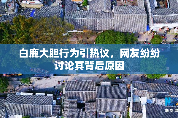 白鹿大胆行为引热议，网友纷纷讨论其背后原因