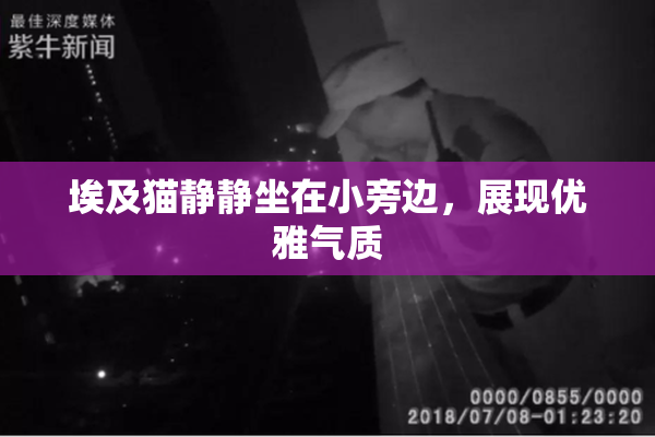 埃及猫静静坐在小旁边，展现优雅气质
