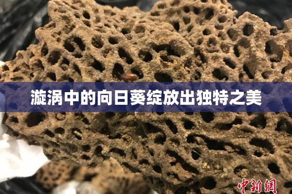 漩涡中的向日葵绽放出独特之美