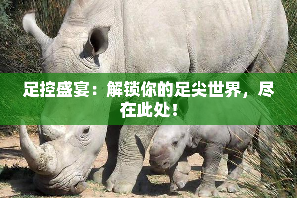 足控盛宴：解锁你的足尖世界，尽在此处！