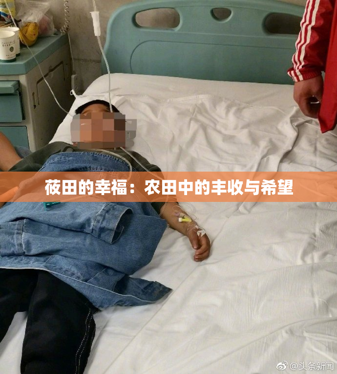 莜田的幸福：农田中的丰收与希望