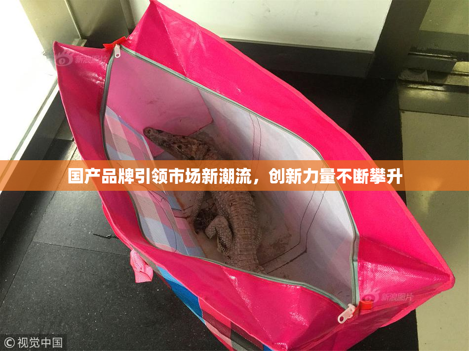 国产品牌引领市场新潮流，创新力量不断攀升
