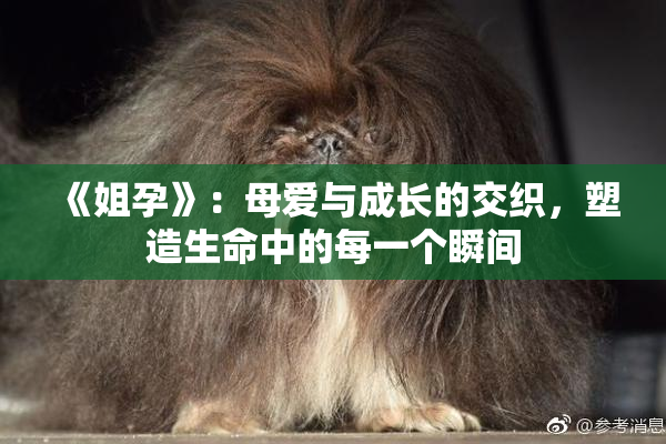 《姐孕》：母爱与成长的交织，塑造生命中的每一个瞬间