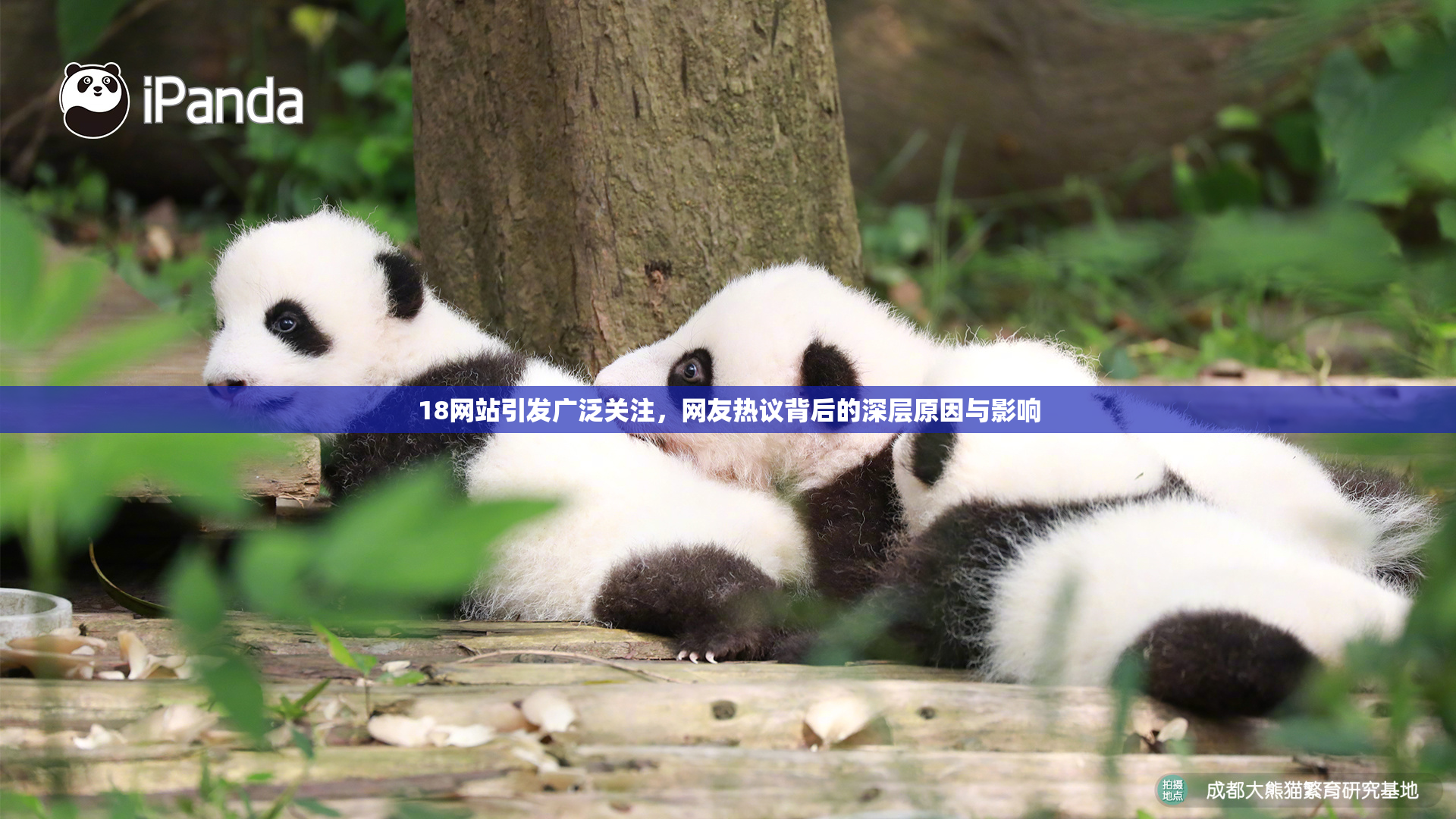 18网站引发广泛关注，网友热议背后的深层原因与影响