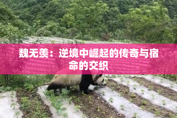 魏无羡：逆境中崛起的传奇与宿命的交织