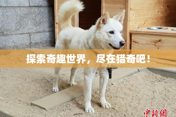 探索奇趣世界，尽在猎奇吧！