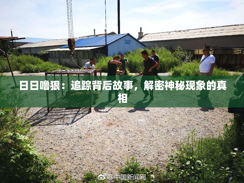 日日噜狠：追踪背后故事，解密神秘现象的真相