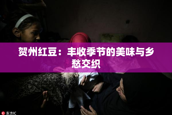 贺州红豆：丰收季节的美味与乡愁交织