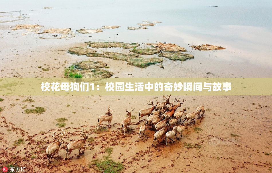 校花母狗们1：校园生活中的奇妙瞬间与故事