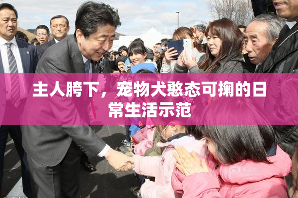 主人胯下，宠物犬憨态可掬的日常生活示范