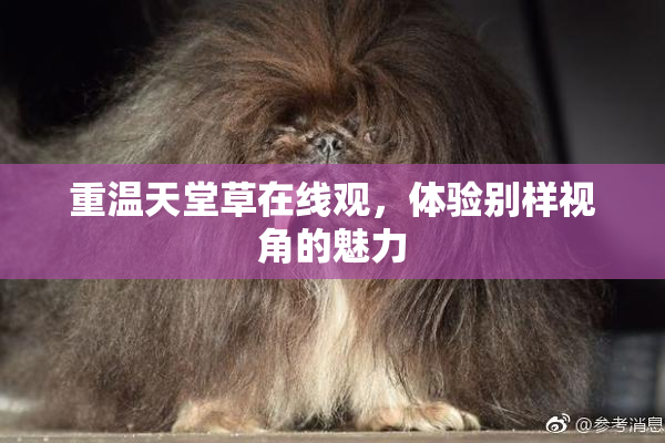 重温天堂草在线观，体验别样视角的魅力
