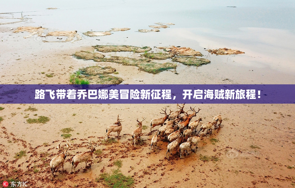 路飞带着乔巴娜美冒险新征程，开启海贼新旅程！
