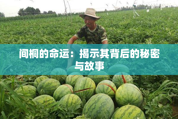 间桐的命运：揭示其背后的秘密与故事