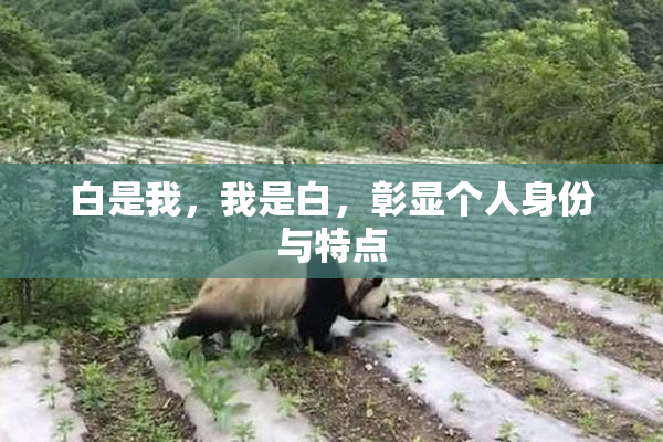 白是我，我是白，彰显个人身份与特点