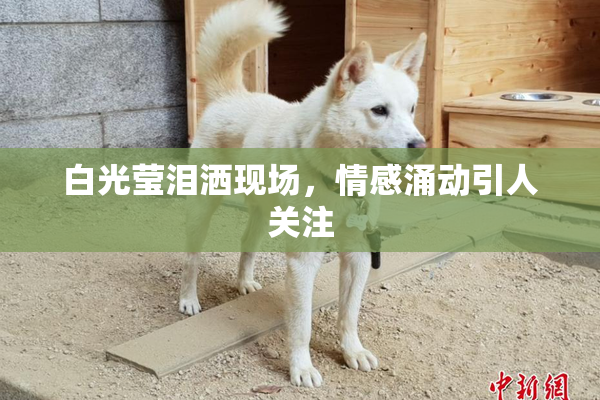 白光莹泪洒现场，情感涌动引人关注