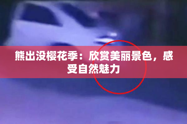 熊出没樱花季：欣赏美丽景色，感受自然魅力