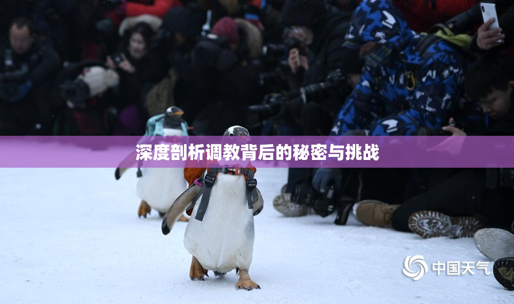 深度剖析调教背后的秘密与挑战
