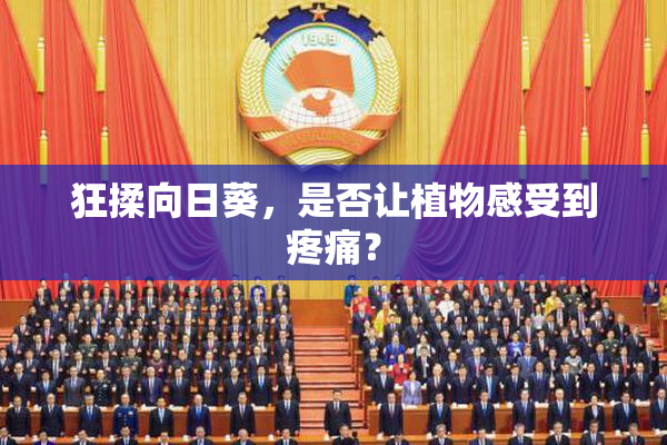 狂揉向日葵，是否让植物感受到疼痛？