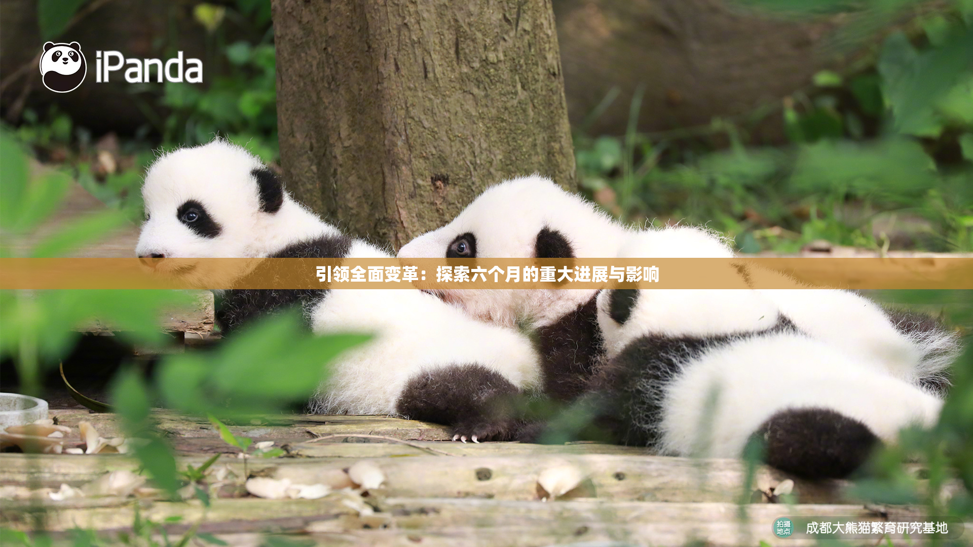 引领全面变革：探索六个月的重大进展与影响