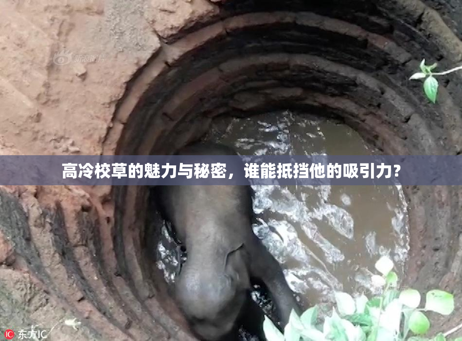 高冷校草的魅力与秘密，谁能抵挡他的吸引力？
