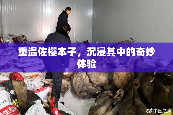 重温佐樱本子，沉浸其中的奇妙体验