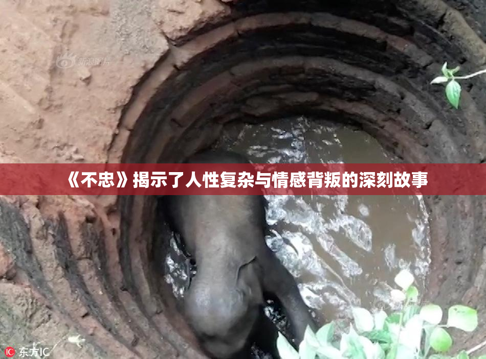 《不忠》揭示了人性复杂与情感背叛的深刻故事