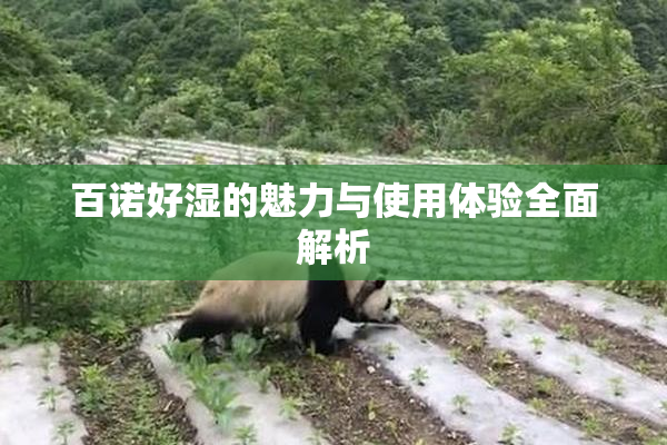 百诺好湿的魅力与使用体验全面解析