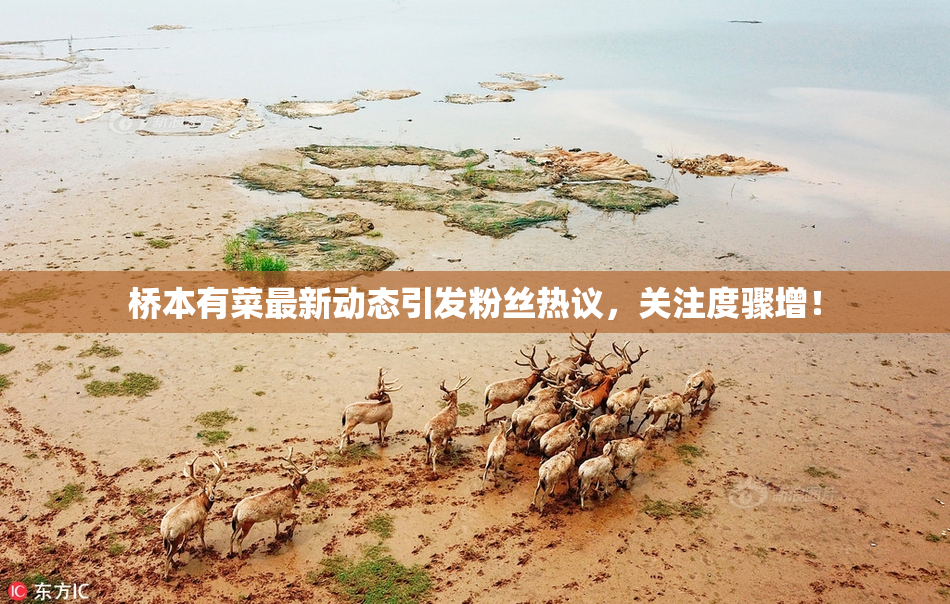 桥本有菜最新动态引发粉丝热议，关注度骤增！
