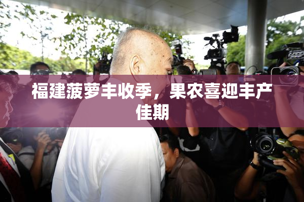 福建菠萝丰收季，果农喜迎丰产佳期
