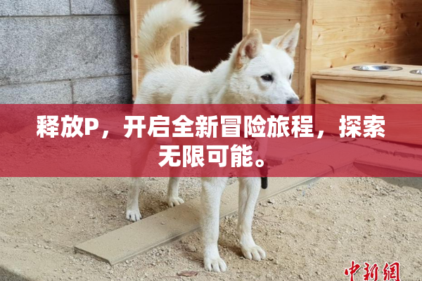 释放P，开启全新冒险旅程，探索无限可能。