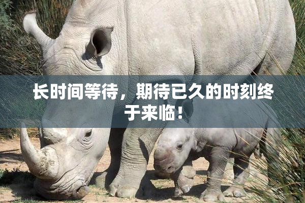 长时间等待，期待已久的时刻终于来临！