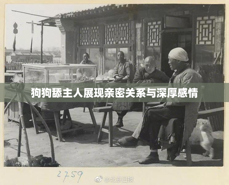 狗狗舔主人展现亲密关系与深厚感情